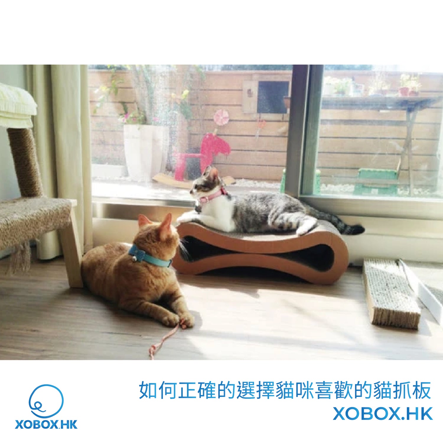 如何正確的選擇貓咪喜歡的貓抓板 | 貓抓板 | 紙箱XOBOX.HK